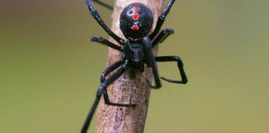 Recordá tomar precauciones para evitar picaduras de insectos y ponzoñosos 
